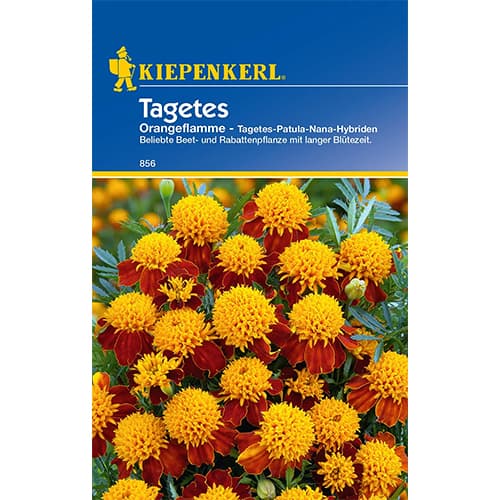 Studentenblume Orangeflamme interface.art Bild 1 Studentenblume Orangeflamme interface.image 1 interface.art 78941