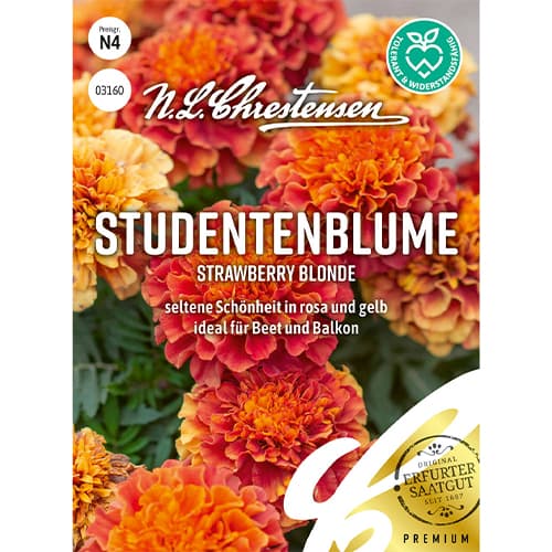 Steudentenblume Strawberry Blonde interface.art Bild 1 Steudentenblume Strawberry Blonde interface.image 1 interface.art 86203