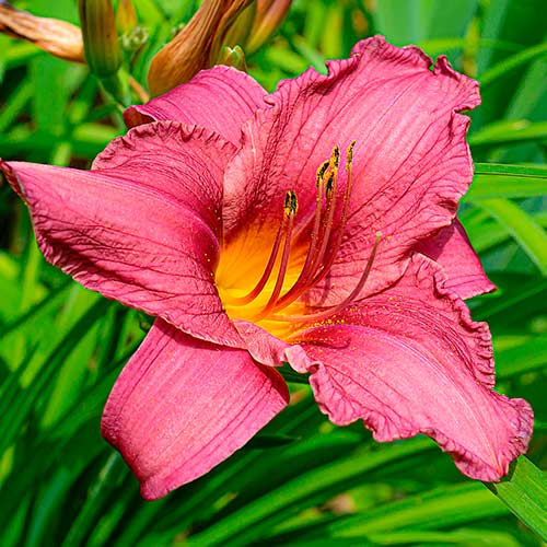 Taglilie (Hemerocallis) Dark Pink interface.image 1 interface.art 2049