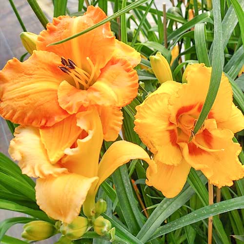 Taglilie (Hemerocallis) Yellow interface.image 1 interface.art 2050