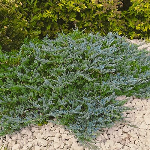 Wacholder Blue Chip, Р9 interface.image 1 interface.art 9434