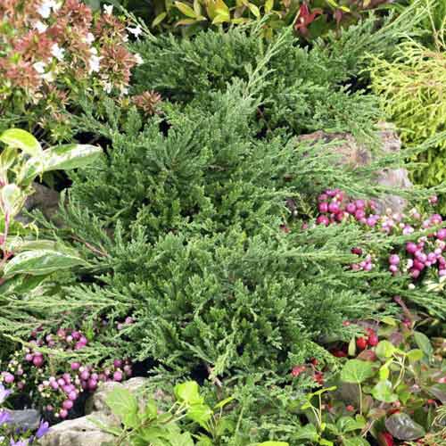 Teppichwacholder Prince of Wales, С3 interface.image 1 interface.art 7738