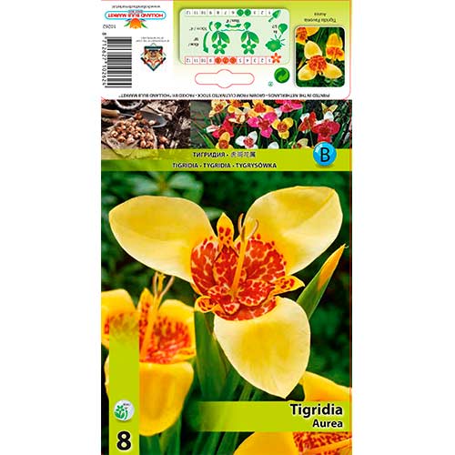 Tigerblume Aurea interface.image 1 interface.art 70450