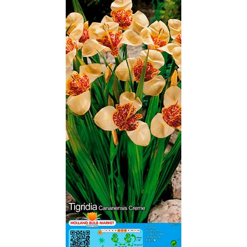 Tigerblume Creme interface.image 1 interface.art 76501