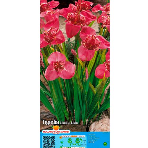 Tigerblume Lilac interface.image 1 interface.art 76502