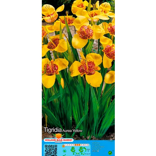 Tigerblume Yellow interface.image 1 interface.art 76505