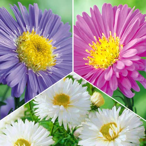 Tolles Angebot! Alpenaster, Set von 3 Sorten interface.art Bild 1 Tolles Angebot! Alpenaster, Set von 3 Sorten interface.image 1 interface.art 76517