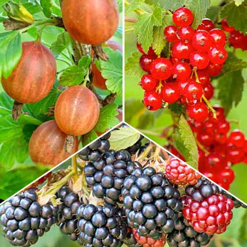 Tolles Angebot! Beeren-Multivitamin, Set mit 3 Setzlingen interface.art Bild 1 Tolles Angebot! Beeren-Multivitamin, Set mit 3 Setzlingen interface.image 1 interface.art 5848