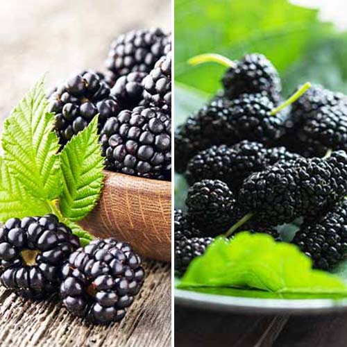 Tolles Angebot! Brombeere, Set mit 2 Setzlingen interface.image 1 interface.art 5390