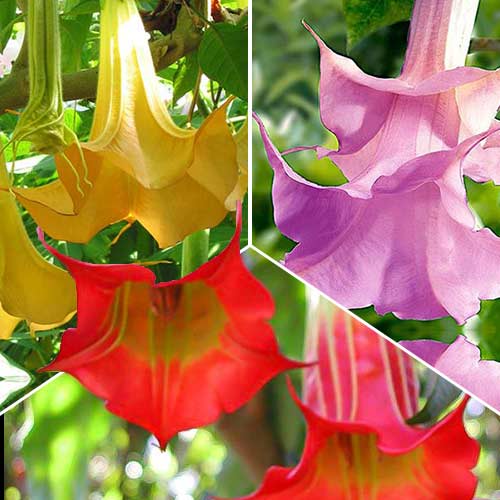 Tolles Angebot! Brugmansia Farbmischung, Set mit 3 Setzlingen interface.image 1 interface.art 76657