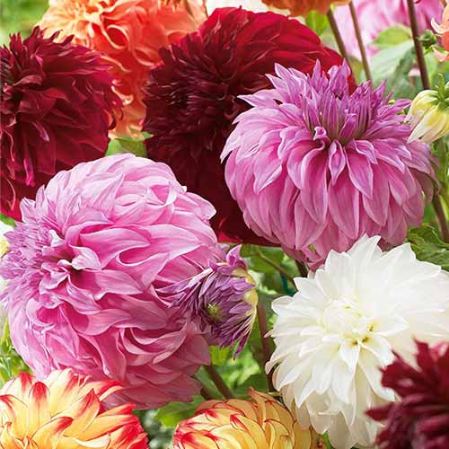 Tolles Angebot! Dahlie Gigant, Farbmischung interface.image 1 interface.art 76512