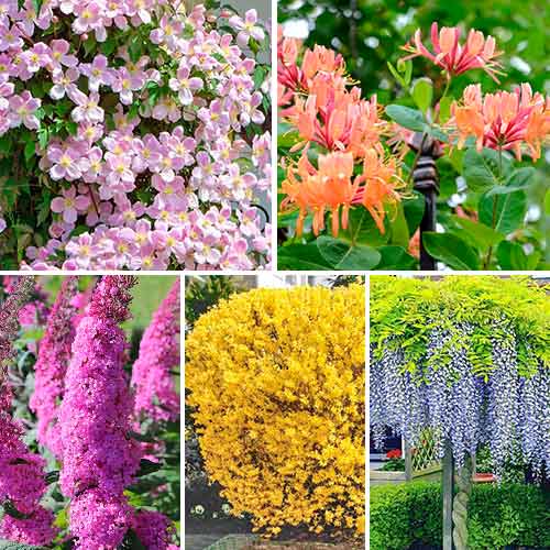 Ziersträucher , Set mit 5 Setzlingen interface.image 1 interface.art 4815