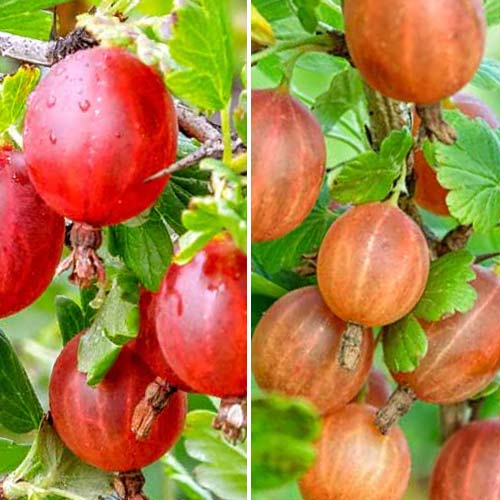 Tolles Angebot! Dornenlose Stachelbeere, Set mit 2 Setzlingen interface.image 1 interface.art 8042