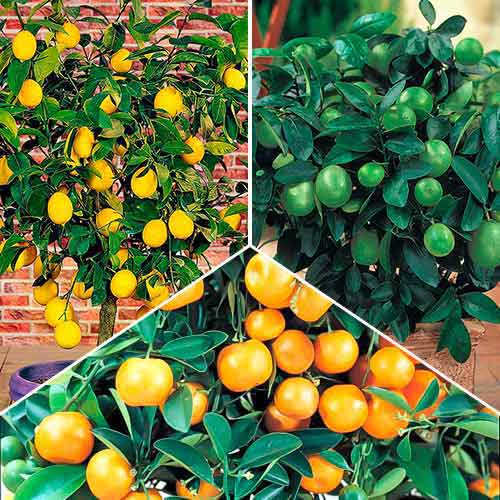 Tolles Angebot! Exotische Mischung, Set mit 3 Setzlingen interface.art Bild 1 Tolles Angebot! Exotische Mischung, Set mit 3 Setzlingen interface.image 1 interface.art 76660