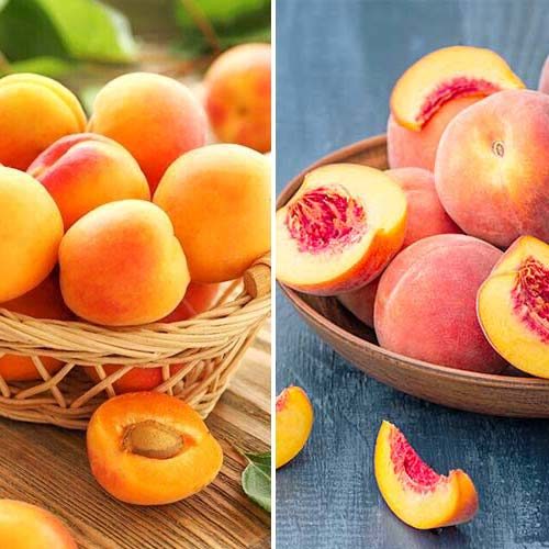 Tolles Angebot! Fruchtkonfitüren, Set mit 2 Setzlingen interface.image 1 interface.art 5676