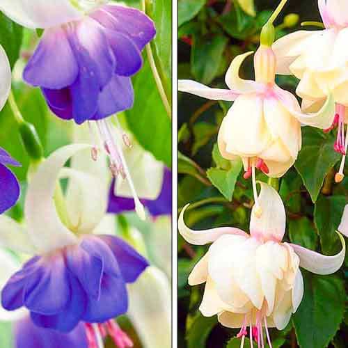 Tolles Angebot! Fuchsie, Set mit 2 Setzlingen interface.image 1 interface.art 76708