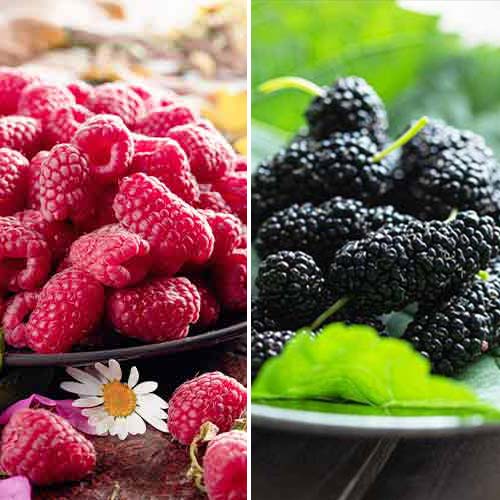 Tolles Angebot! Himbeer-Brombeer Duet, Set mit 2 Setzlingen interface.image 1 interface.art 7643