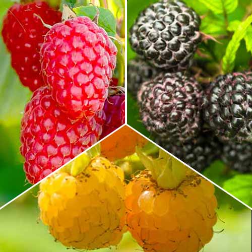 Tolles Angebot! Himbeer Trio, Set mit 3 Setzlingen interface.image 1 interface.art 8041