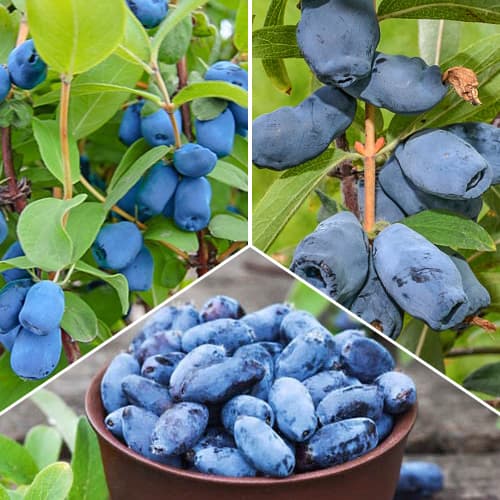 Tolles Angebot! Honigbeeren, Set mit 3 Setzlingen interface.image 1 interface.art 1589