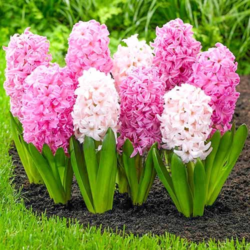 Tolles Angebot! Hyazinthe Pearl, Set von 14 Knollen interface.image 1 interface.art 67550