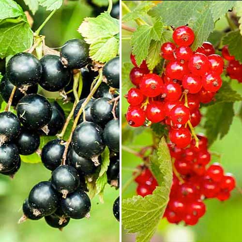 Tolles Angebot! Johannisbeer Duo, Set mit 2 Setzlingen interface.image 1 interface.art 5849