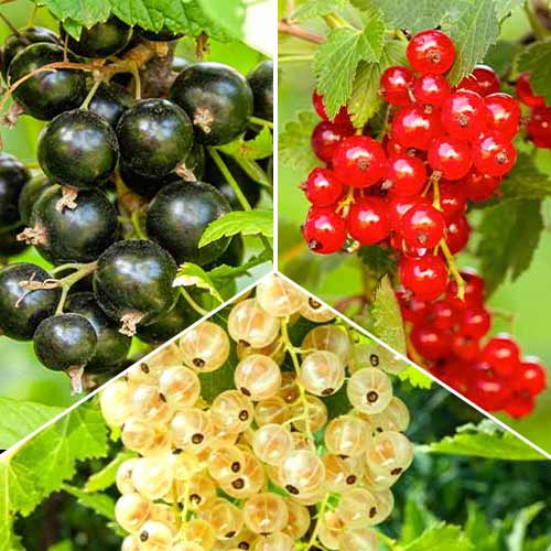 Tolles Angebot! Johannisbeer Trio, Set mit 3 Setzlingen interface.image 1 interface.art 5845