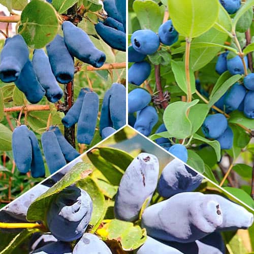 Tolles Angebot! Kamtschatka-Beeren, Set mit 3 Setzlingen interface.art Bild 1 Tolles Angebot! Kamtschatka-Beeren, Set mit 3 Setzlingen interface.image 1 interface.art 9335