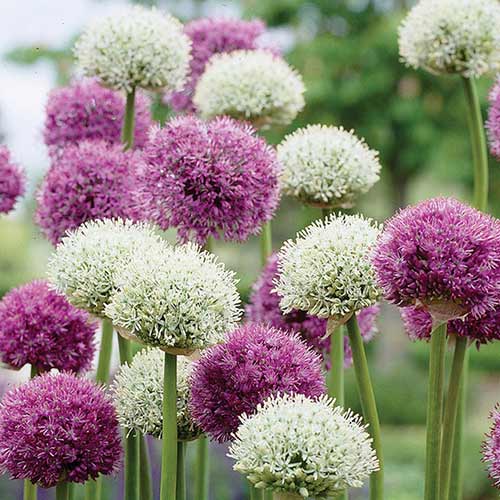 Tolles Angebot! Allium, Set von 2 Sorte interface.image 1 interface.art 70318