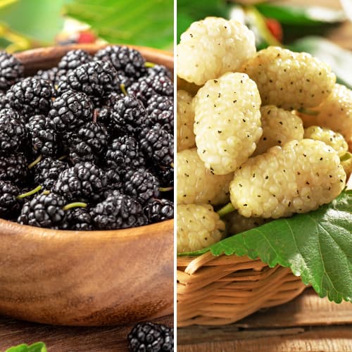 Tolles Angebot! Maulbeere, Set mit 2 Setzlingen interface.image 1 interface.art 5861