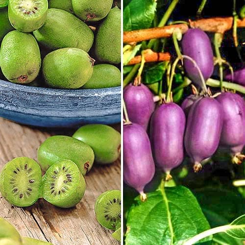 Tolles Angebot! Mini-Kiwi (Actinidia) grün Duo, Set mit 2 Setzlingen interface.image 1 interface.art 9337