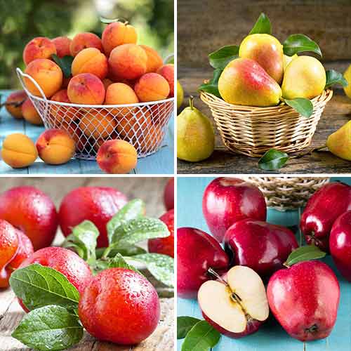 Tolles Angebot! Obstkuchen, Set mit 4 Setzlingen interface.image 1 interface.art 5873