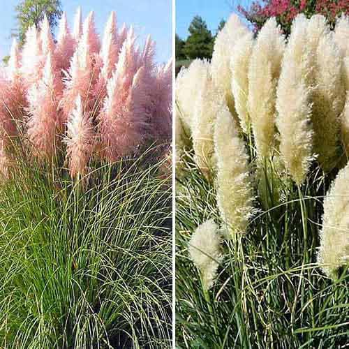 Tolles Angebot! Pampasgras, Set von 2 Setzlingen interface.image 1 interface.art 76680