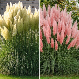 Tolles Angebot! Pampasgras, Set mit 2 Setzlingen interface.image 1 interface.art 5420