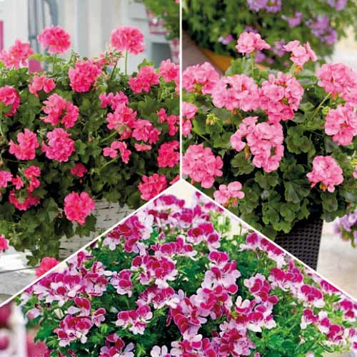 Tolles Angebot! Pflanzen gegen Mücken, Set von 3 Sorten interface.art Bild 1 Tolles Angebot! Pflanzen gegen Mücken, Set von 3 Sorten interface.image 1 interface.art 77818