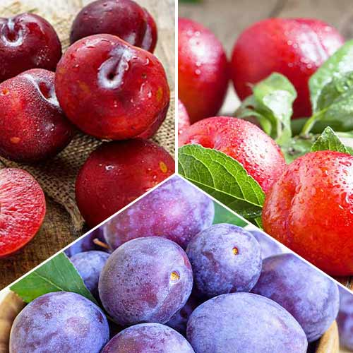 Tolles Angebot! Pflaumen Trio, Set mit 3 Setzlingen interface.art Bild 1 Tolles Angebot! Pflaumen Trio, Set mit 3 Setzlingen interface.image 1 interface.art 5674