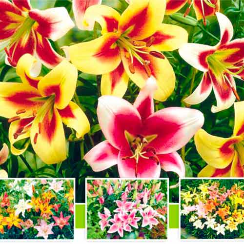 Tolles Angebot! Riesen-Baum-Lilie, 5 Knollen interface.image 1 interface.art 76474