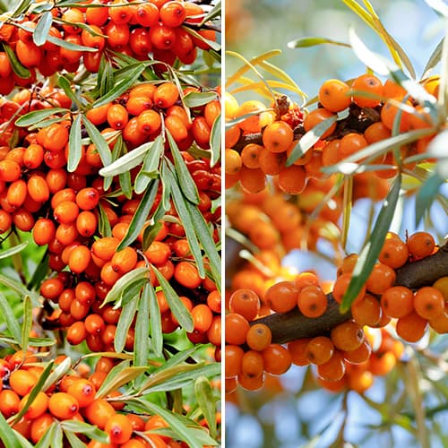 Tolles Angebot! Sanddorn, Set mit 2 Setzlinge interface.image 1 interface.art 5860