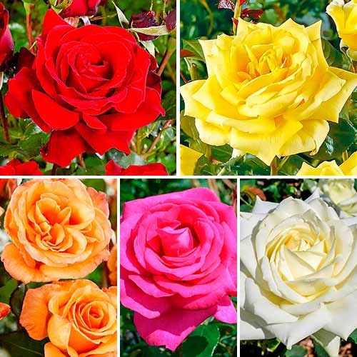 Tolles Angebot! Set großblütiger Rosen Classic Mix, Setzlinge 5er Set interface.image 1 interface.art 3694
