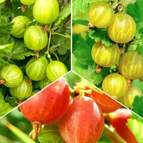 Tolles Angebot! Stachelbeer Trio, Set mit 3 Setzlingen interface.art Bild 1 Tolles Angebot! Stachelbeer Trio, Set mit 3 Setzlingen interface.image 1 interface.art 5846