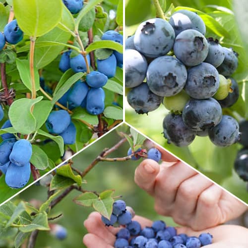 Tolles Angebot! Süßbeeren, Set mit 3 Setzlingen interface.image 1 interface.art 1588