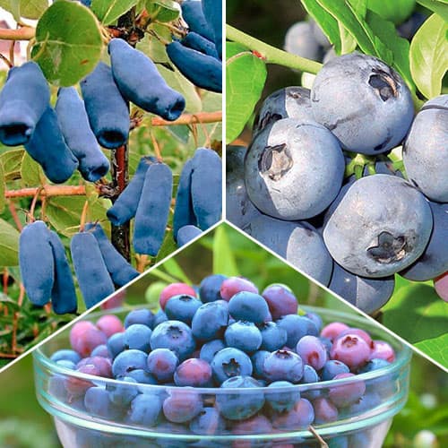 Tolles Angebot! Süßbeeren, Set mit 3 Setzlingen interface.art Bild 1 Tolles Angebot! Süßbeeren, Set mit 3 Setzlingen interface.image 1 interface.art 9338