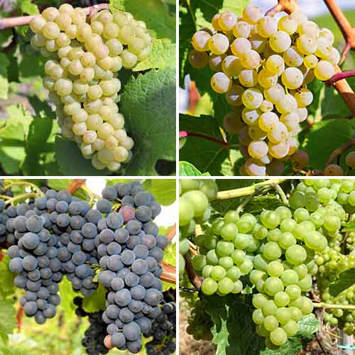 Tolles Angebot! Weintrauben der Verlockung, Set mit 4 Setzlingen interface.art Bild 1 Tolles Angebot! Weintrauben der Verlockung, Set mit 4 Setzlingen interface.image 1 interface.art 5573