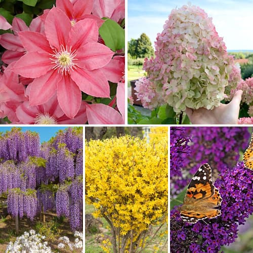 Tolles Angebot! Ziersträucher Bluhender Garten, Set mit 5 Setzlingen interface.image 1 interface.art 2033