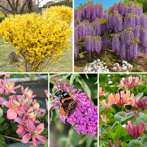 Tolles Angebot! Ziersträucher , Set mit 5 Setzlingen interface.art Bild 1 Tolles Angebot! Ziersträucher , Set mit 5 Setzlingen interface.image 1 interface.art 2034