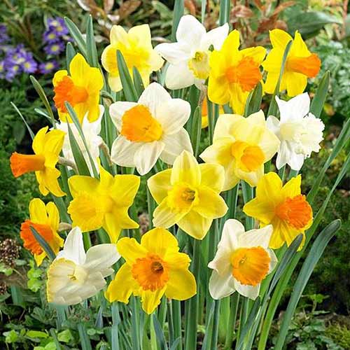 Trompeten-Narzisse, farbmischung interface.image 1 interface.art 67665