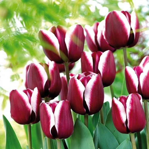 Tulpe Alexander Pushkin interface.art Bild 2 Tulpe Alexander Pushkin interface.image 2 interface.art 67683