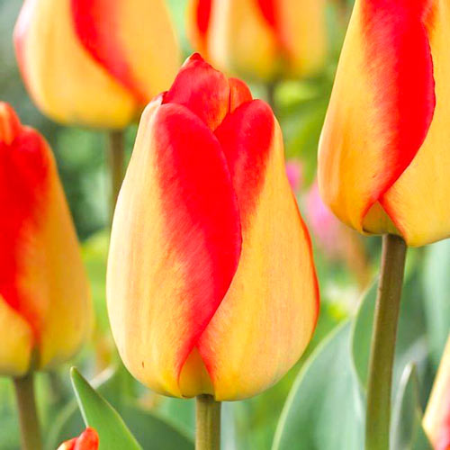 Tulpe American Dream interface.art Bild 1 Tulpe American Dream interface.image 1 interface.art 68026