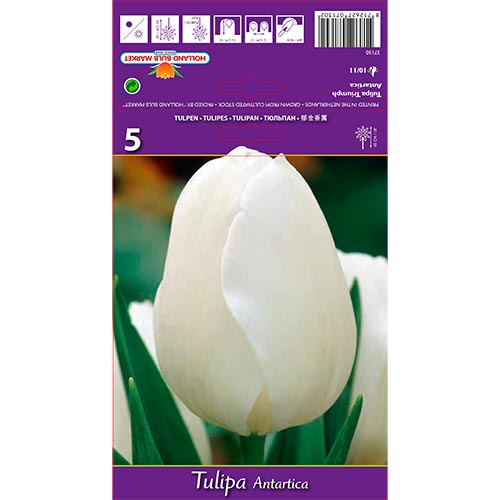 Tulpe Antarctica interface.art Bild 1 Tulpe Antarctica interface.image 1 interface.art 70216
