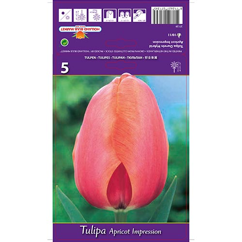 Tulpe Apricot Impression interface.art Bild 1 Tulpe Apricot Impression interface.image 1 interface.art 67687