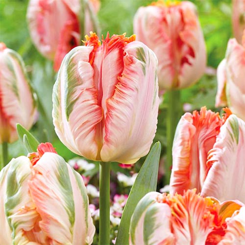 Tulpe Apricot Parrot interface.image 1 interface.art 67867